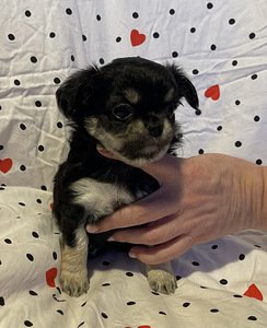 Pitkäkarvainen chihuahua-poika (4 valokuva sivusta 5)