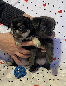 Pitkäkarvainen chihuahua-poika (5 valokuva sivusta 5)