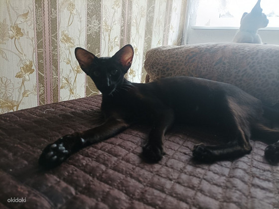Восточные котята