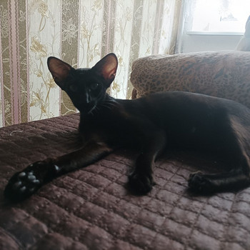 Восточные котята