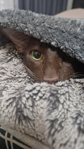 Восточные котята (9 фото из 10)