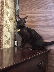 Восточные котята (2 фото из 10)