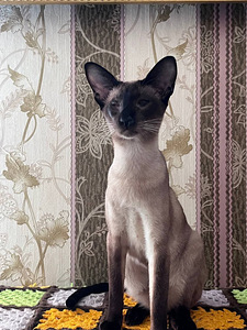 Восточные котята (4 фото из 10)