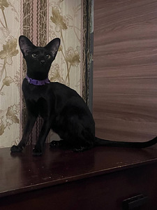 Восточные котята (6 фото из 10)