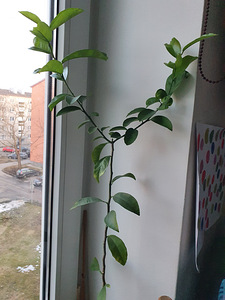 Лимон (2 фото из 2)