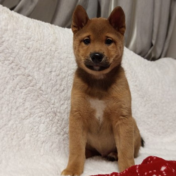 Siba inu