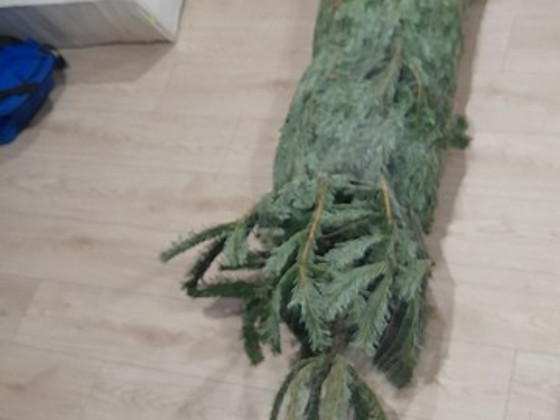 Müüa elus kuusk, veidi üle 2 meetri.