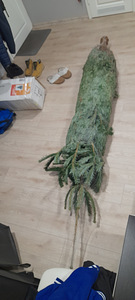 Müüa elus kuusk, veidi üle 2 meetri. (1 foto / 3)