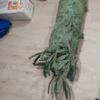 Müüa elus kuusk, veidi üle 2 meetri.