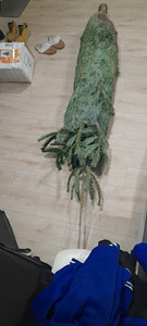 Müüa elus kuusk, veidi üle 2 meetri. (2 foto / 3)