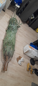 Müüa elus kuusk, veidi üle 2 meetri. (3 foto / 3)