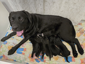 Mustade labradori ja husky kutsikad (1 foto / 6)