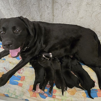Mustade labradori ja husky kutsikad