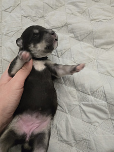 Mustade labradori ja husky kutsikad (2 foto / 6)