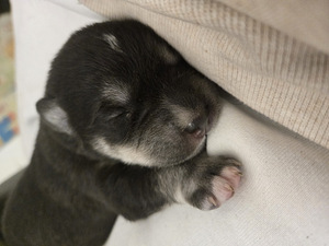 Mustade labradori ja husky kutsikad (4 foto / 6)