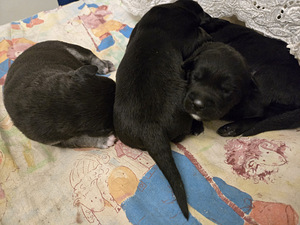 Mustade labradori ja husky kutsikad (5 foto / 6)