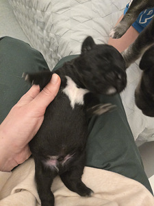 Mustade labradori ja husky kutsikad (6 foto / 6)