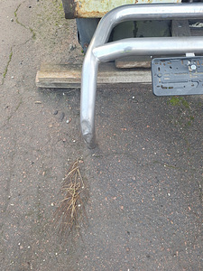 Kängururaud vigastusega (1 foto / 3)
