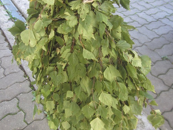 Kasevihtad