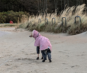 Jope koerale Roos suurus S1 ( DG IG Fluffy Plus) (3 foto / 3)
