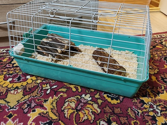 Puur