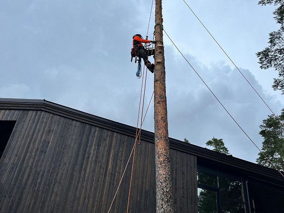 Arborist