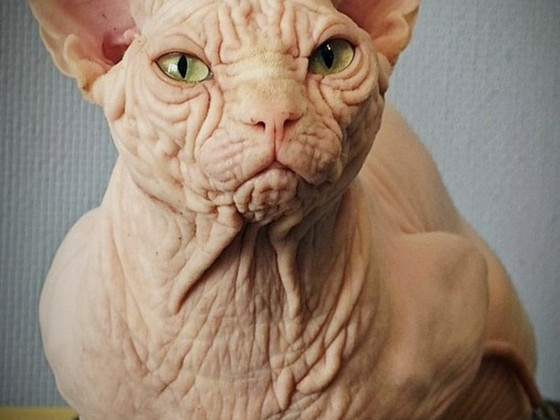 Canada sphynx