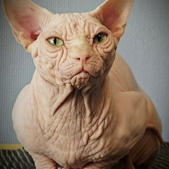 Canada sphynx