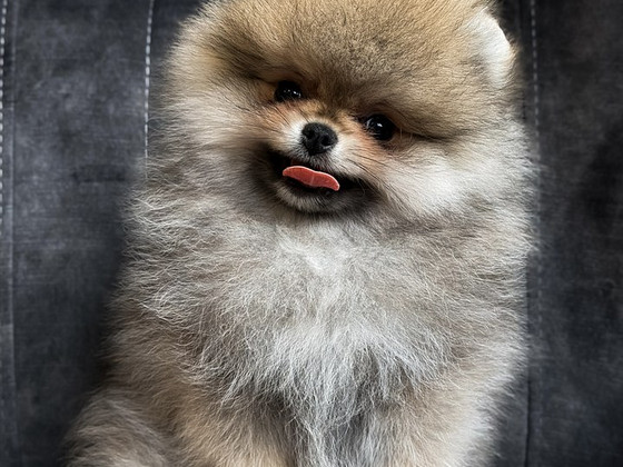 Pomeranian poiss FCI