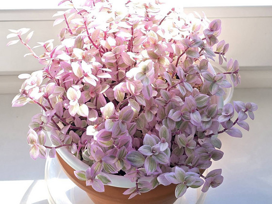 Callisia-'Pink Panther' + Callisia Repens(2tk.)