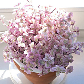 Callisia-'Pink Panther' + Callisia Repens(2tk.)