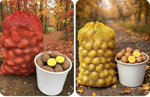 Картофель Лаура и Гала. (1 фото из 1)