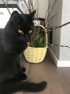 Tyttö kissa leikattu (1 valokuva sivusta 3)