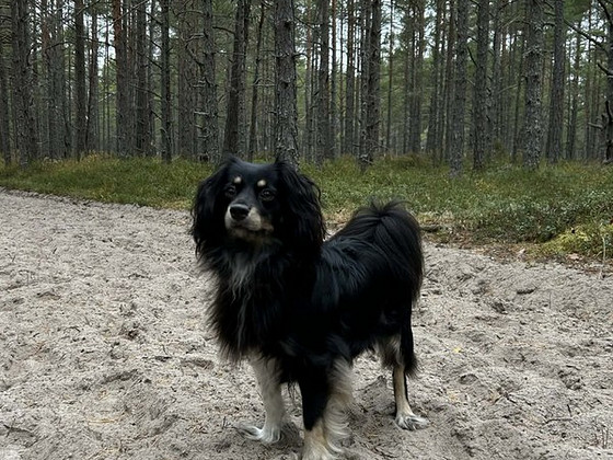 8kg segavereline koerapreili otsib peigmeest.