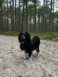 8kg segavereline koerapreili otsib peigmeest. (1 foto / 3)