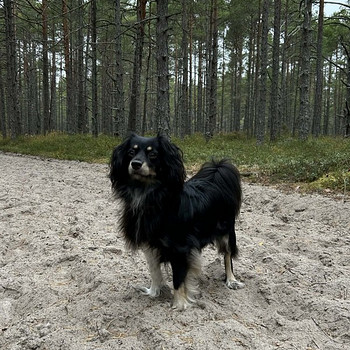 8kg segavereline koerapreili otsib peigmeest.