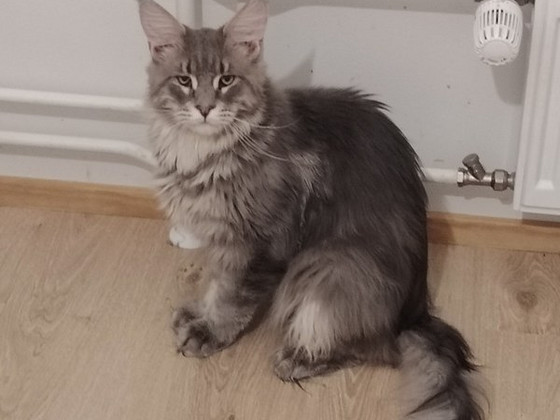 Maine coon uros