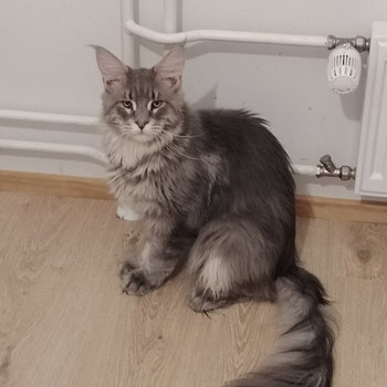 Maine coon uros