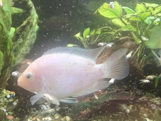 Цихлазома розовый фламинго (Cichlasoma nigrofasciatum var. F