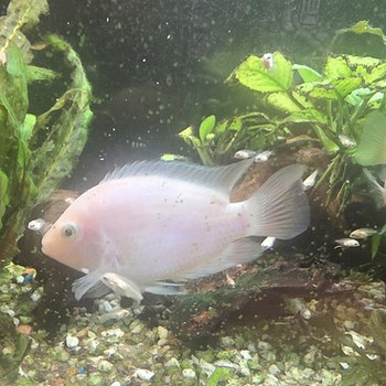 Roosa flamingo tsiklid (Cichlasoma nigrofasciatum var. Flamingo)