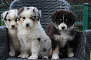 Australian sheperd tricolor & merle (1 foto / 8)