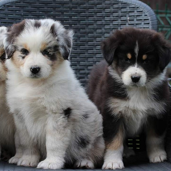Australian sheperd tricolor & merle