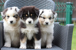 Australian sheperd tricolor & merle (4 foto / 8)