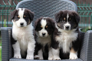Australian sheperd tricolor & merle (6 foto / 8)