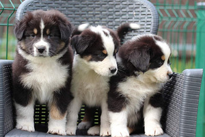 Australian sheperd tricolor & merle (5 foto / 8)