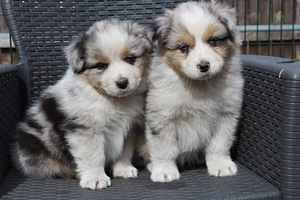 Australian sheperd tricolor & merle (7 foto / 8)