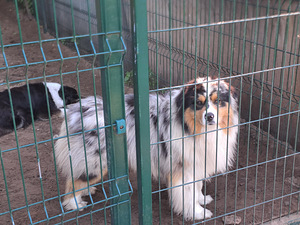 Australian sheperd tricolor & merle (3 foto / 8)