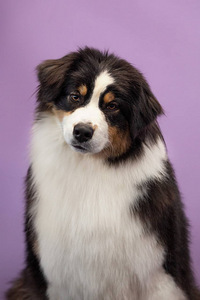 Australian sheperd tricolor & merle (8 foto / 8)