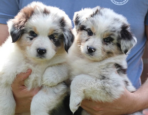 Australian sheperd tricolor & merle (2 foto / 8)