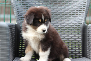 Australian sheperd tricolor female (5 фото из 8)